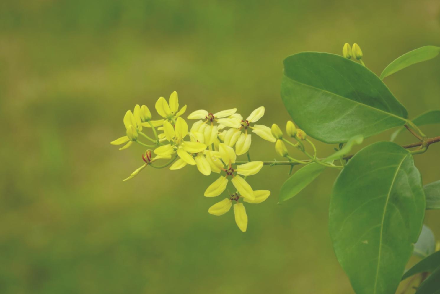 Detailed flower examination during consultation session